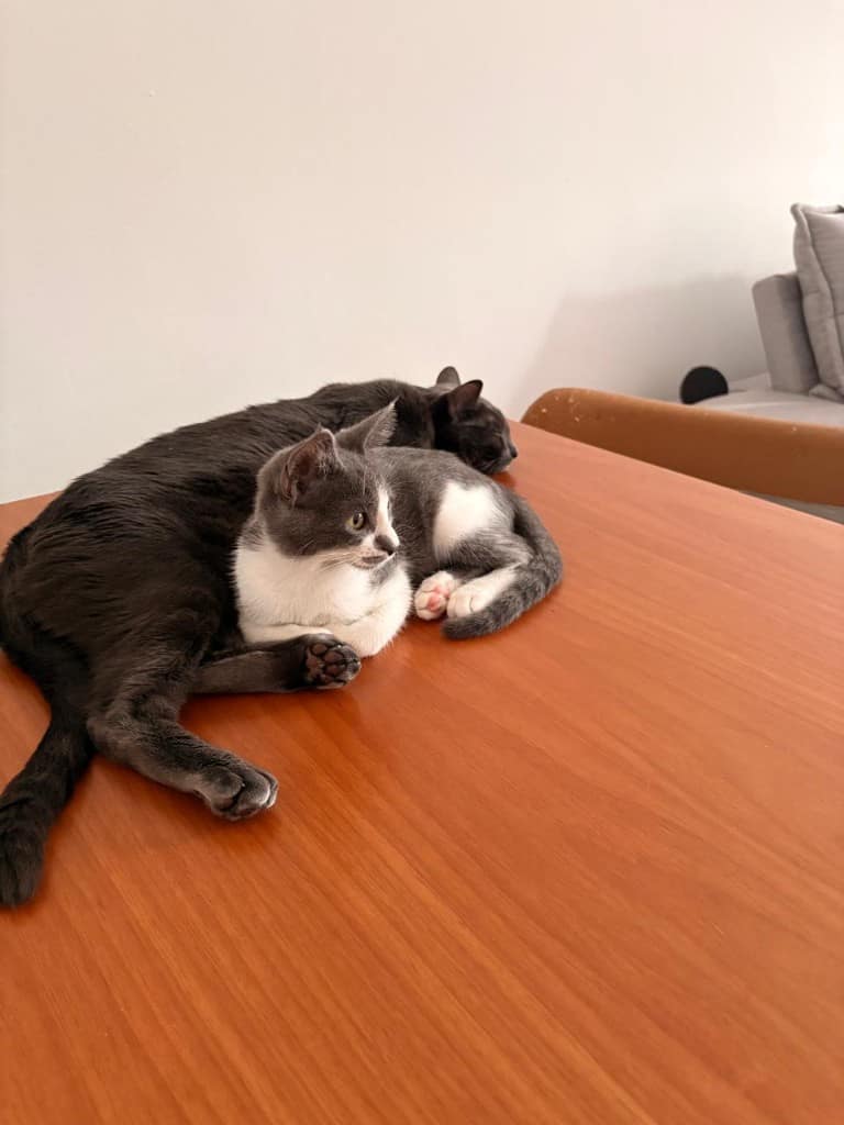 As duas gatas deitadas na mesa